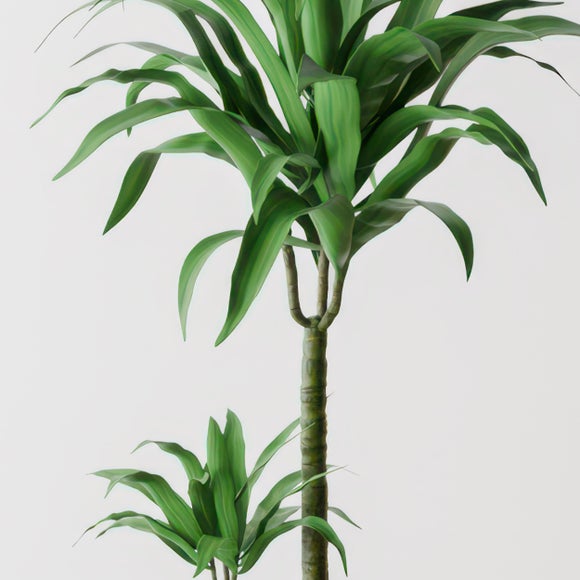 Dracaena Steudneri House Plant in Elho Pot