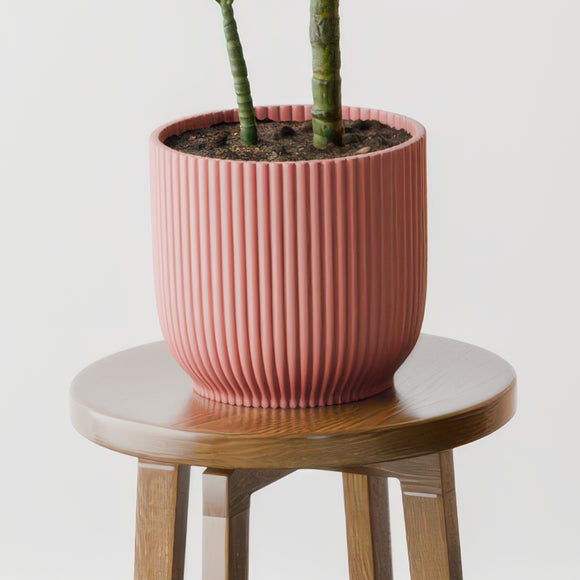 Dracaena Steudneri House Plant in Elho Pot