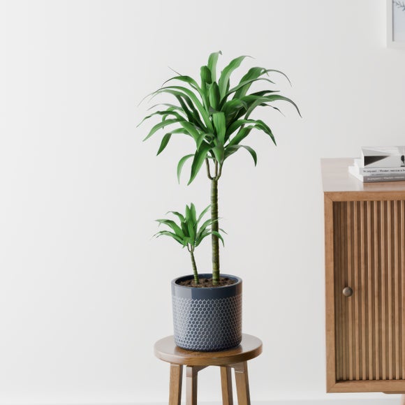 Dracaena Steudneri House Plant in Capri Pot