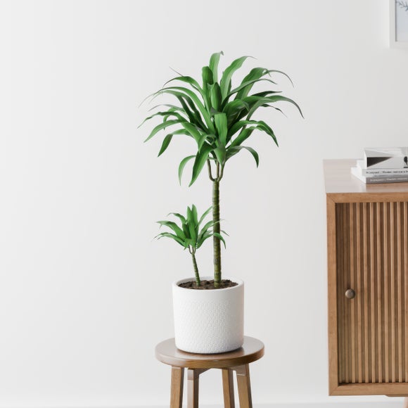 Dracaena Steudneri House Plant in Capri Pot
