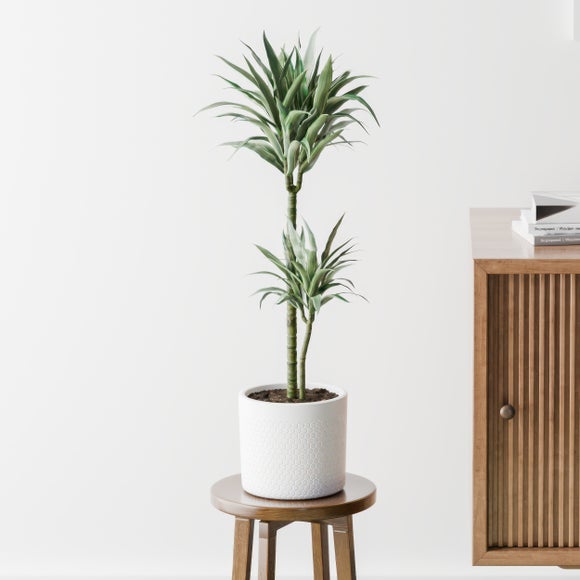 Dracaena Warneckei House Plant in Capri Pot