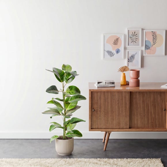 Bengal Fig House Plant in Elho Vibes Pot