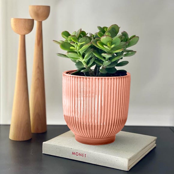Jade House Plant in Ribbed Ceramic Pot