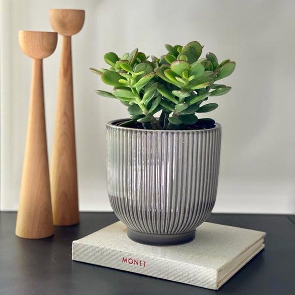 Jade House Plant in Ribbed Ceramic Pot