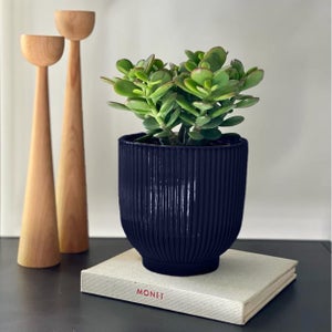 Jade House Plant In Ribbed Ceramic Pot