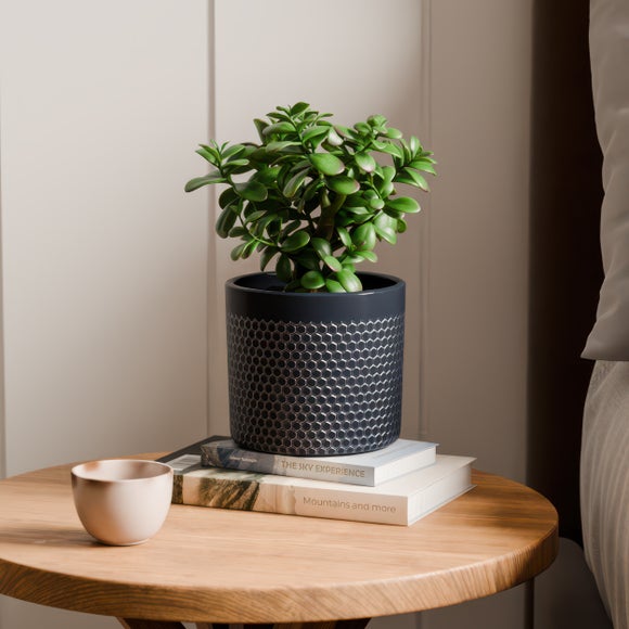 Jade House Plant in Capri Pot