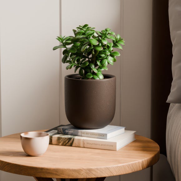 Jade House Plant in Earthenware Pot