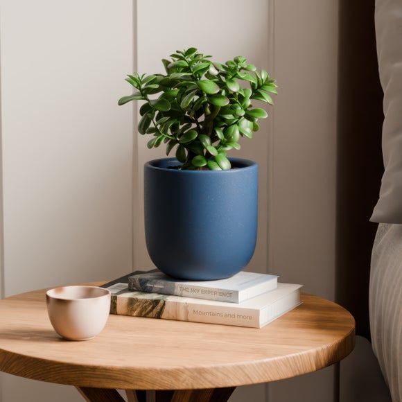 Jade House Plant In Earthenware Pot