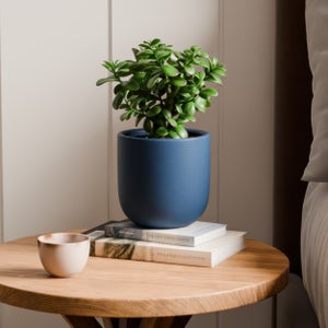 Jade House Plant In Earthenware Pot