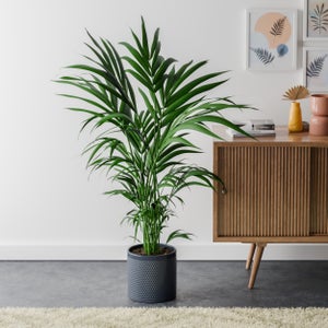Kentia Palm House Plant In Capri Pot