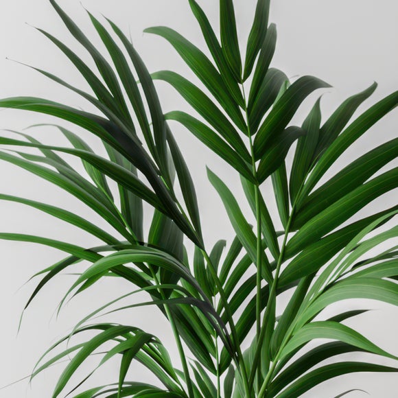 Kentia Palm House Plant in Capri Pot