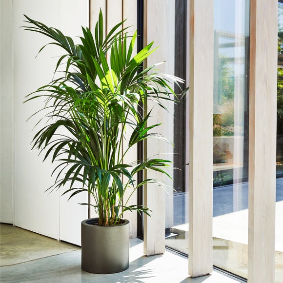 Kentia Palm House Plant in Earthenware Pot
