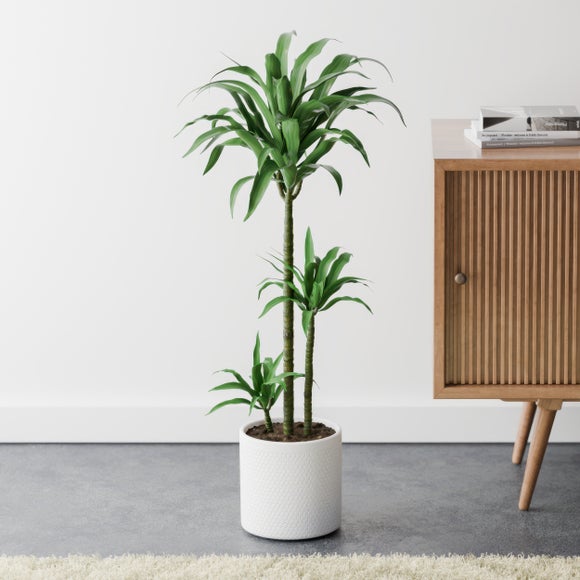 Dracaena Steudneri House Plant in Capri Pot