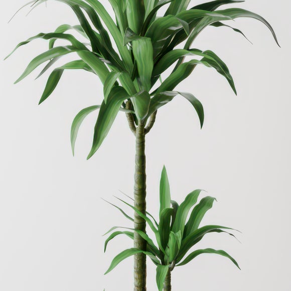 Dracaena Steudneri House Plant in Capri Pot