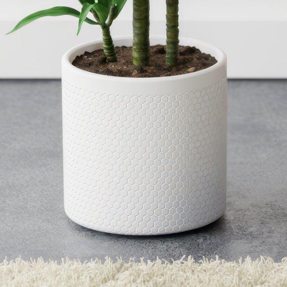 Dracaena Steudneri House Plant in Capri Pot