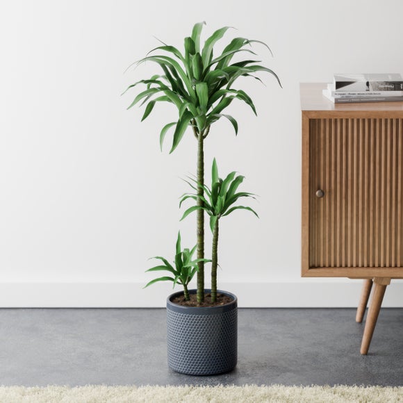 Dracaena Steudneri House Plant in Capri Pot