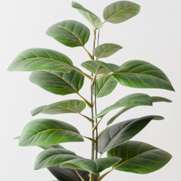 Ficus Altissima House Plant in Capri Pot