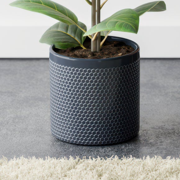 Ficus Altissima House Plant in Capri Pot