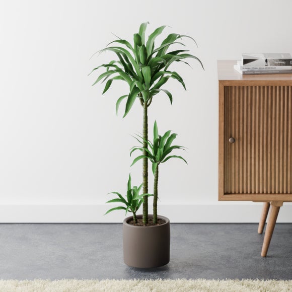 Dracaena Steudneri House Plant in Earthenware Pot