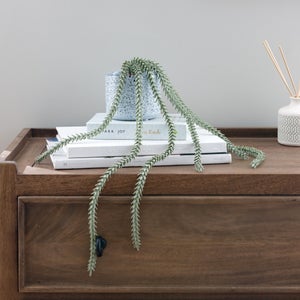 Artificial Trailing Sedum Burros Tail In Speckled Ceramic Plant Pot