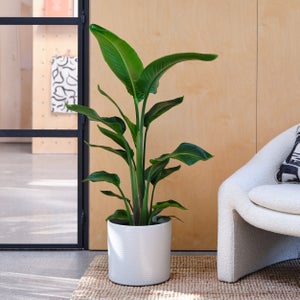 Capri Plant Pot