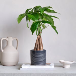 Capri Plant Pot