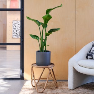 Earthenware Plant Pot