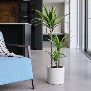 Earthenware Plant Pot