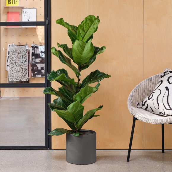 Photo of earthenware plant pot