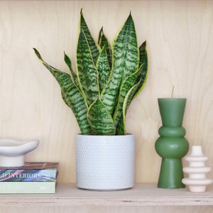 Capri Plant Pot