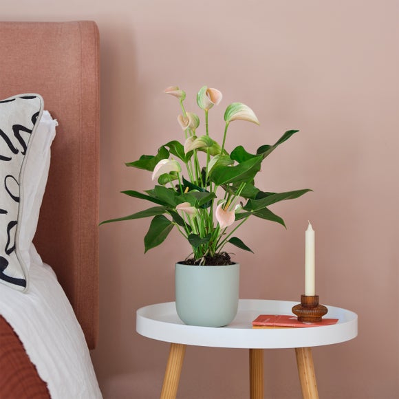 Earthenware Plant Pot