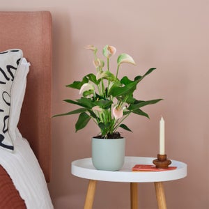Earthenware Plant Pot