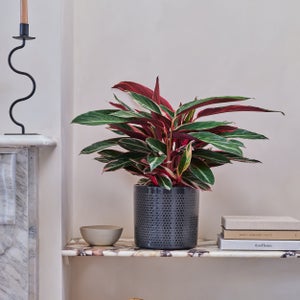 Capri Plant Pot