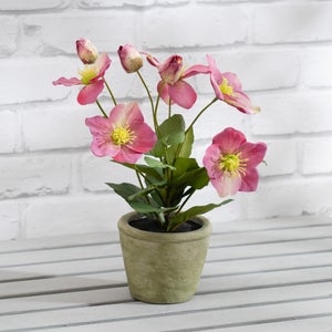 Artificial Hellebore In Terracotta Plant Pot