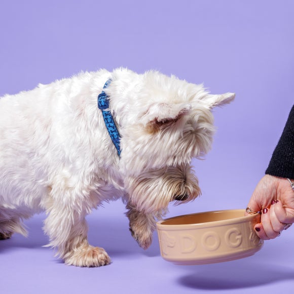 Carousel navigation image position 2 of 5