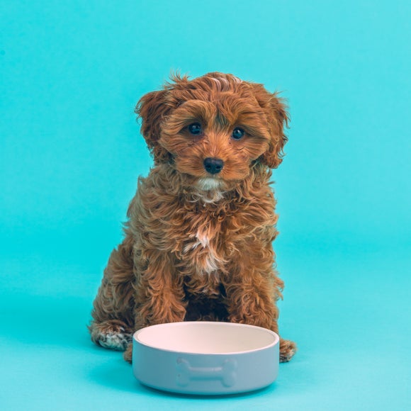 Carousel navigation image position 4 of 5