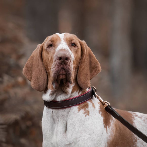 Lords and Labradors Italian Padded Leather Dog Collar