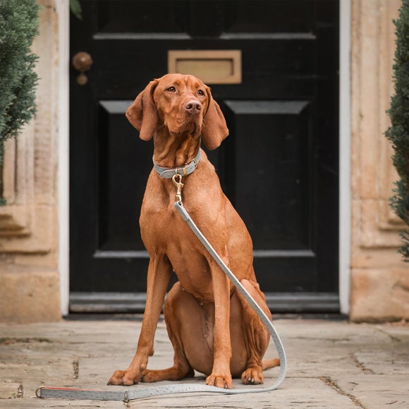 Lords and Labradors Ostrich Leather Dog Collar