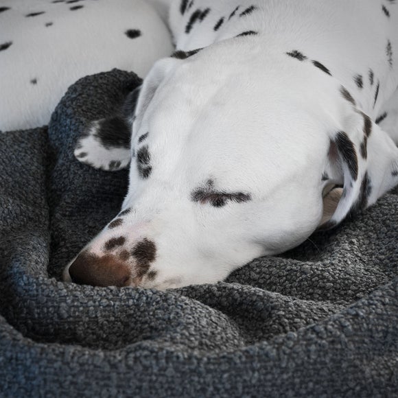 Lords and Labradors Boucle Dog Blanket