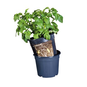 Fallen Fruits Potato Pot