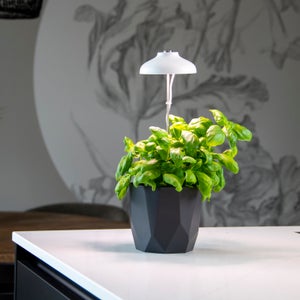 Fallen Fruits White Plant Grow Lamp