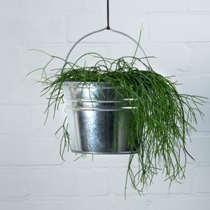 Fallen Fruits Zinc Bucket