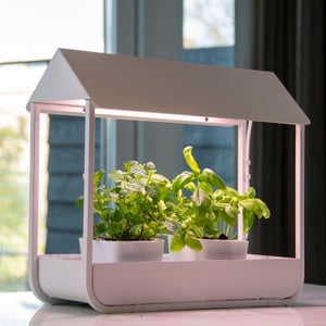 Fallen Fruits Plant Cold Frame With Grow Lamp