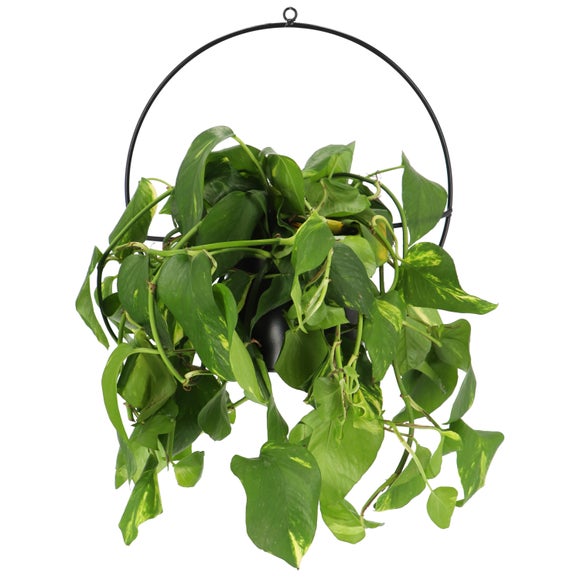 Fallen Fruits Wall Mounted Plant Pot