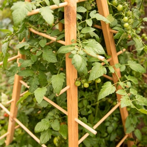 Fallen Fruits Plant Support Pyramid