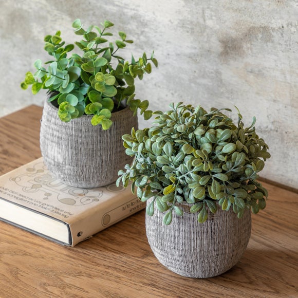 Flowers and plants