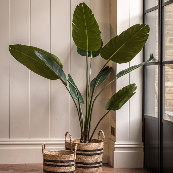 Cedar & Sage Artificial Small Travellers Palm Tree In Black Plant Pot
