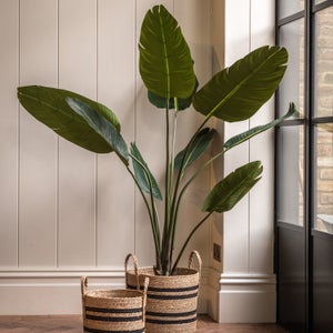 Cedar & Sage Artificial Small Travellers Palm Tree In Black Plant Pot