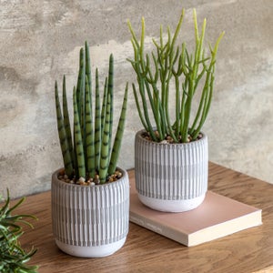 Cedar & Sage Set Of 2 Artificial Succulents In Ceramic Pots