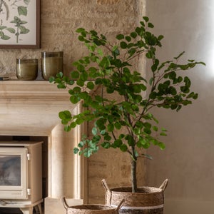 Cedar & Sage Artificial Eucalyptus Tree In Black Plant Pot